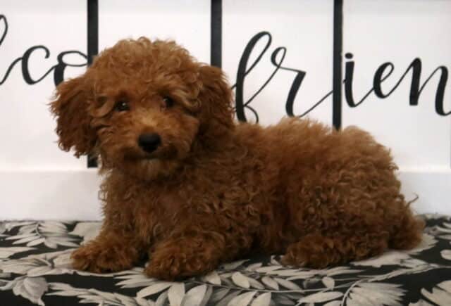 Max Mini Poodle2 image