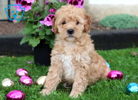 McKenzie Mini Goldendoodle