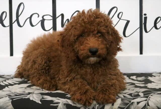 Miles Mini Poodle2 image