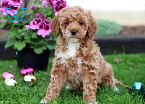 Milly Mini Goldendoodle