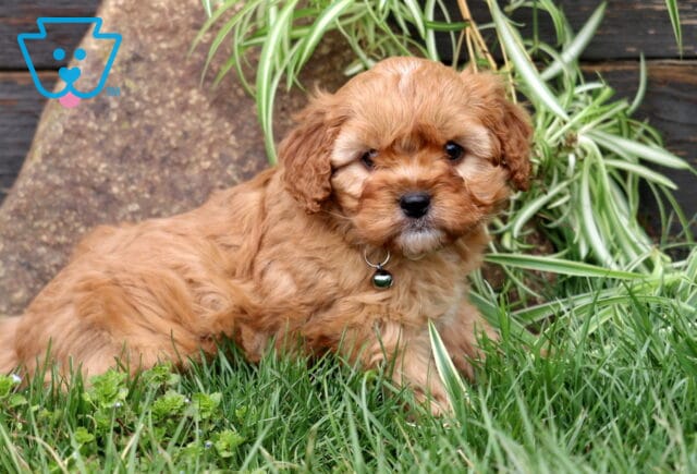 Milo Cavapoo image