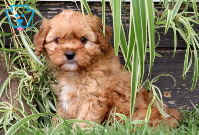 Milo Cavapoo2 image