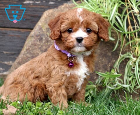 Mindy Cavapoo