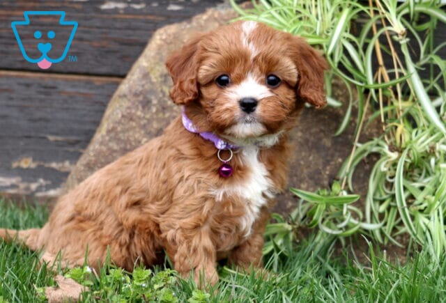 Mindy Cavapoo image