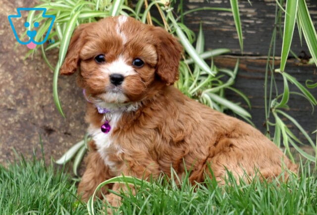 Mindy Cavapoo2 image