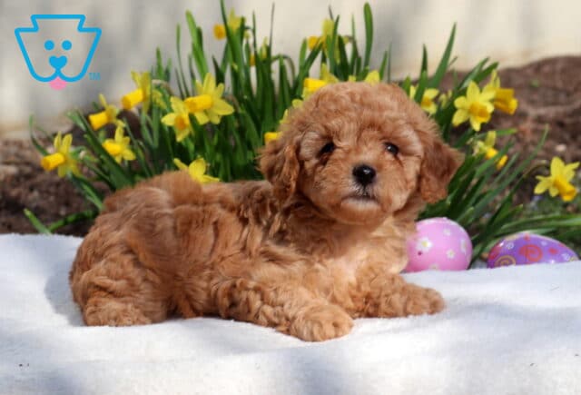 Molly Toy Poodle image