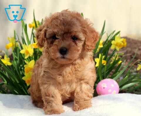 Molly Toy Poodle2