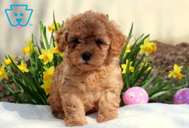 Molly Toy Poodle2 image