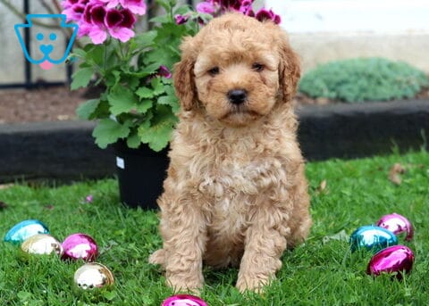 Monty Mini Goldendoodle