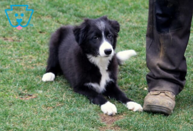 Morty Border Collie retake image