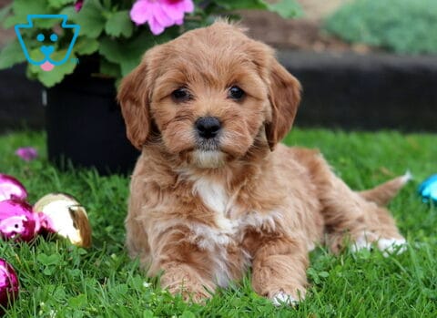 Muffin Mini Goldendoodle