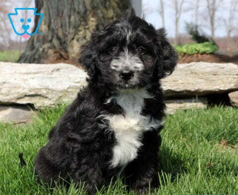Olive Mini Aussiedoodle