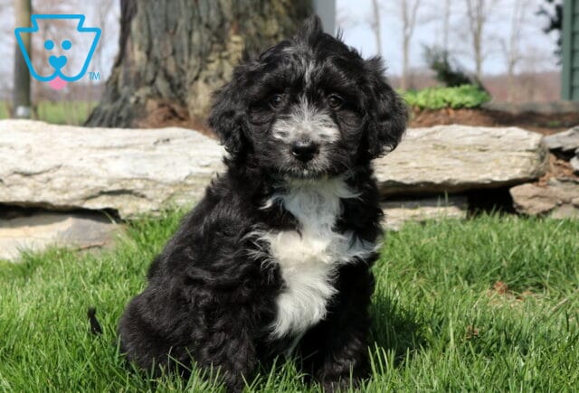 Olive Mini Aussiedoodle image