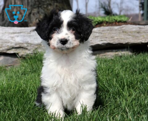 Olivia Mini Aussiedoodle