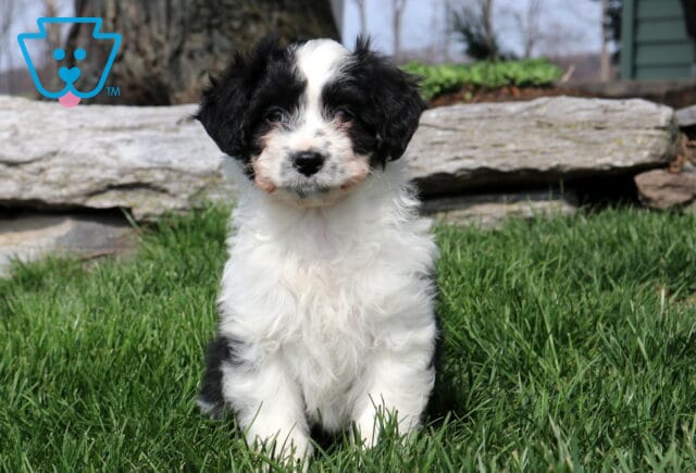 Olivia Mini Aussiedoodle image
