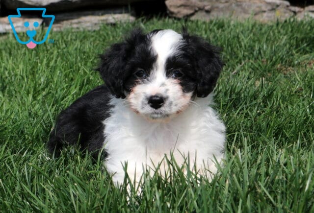 Olivia Mini Aussiedoodle2 image
