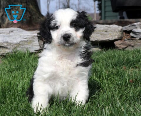 Fluffy black and white Mini Aussiedoodle puppy sitting in green grass with a soft curly coat and calm, sweet expression outdoors