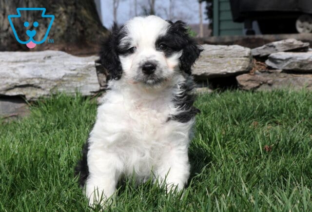 Oreo Mini Aussiedoodle image