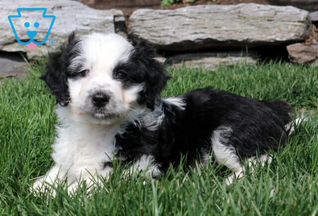 Oreo Mini Aussiedoodle2 image