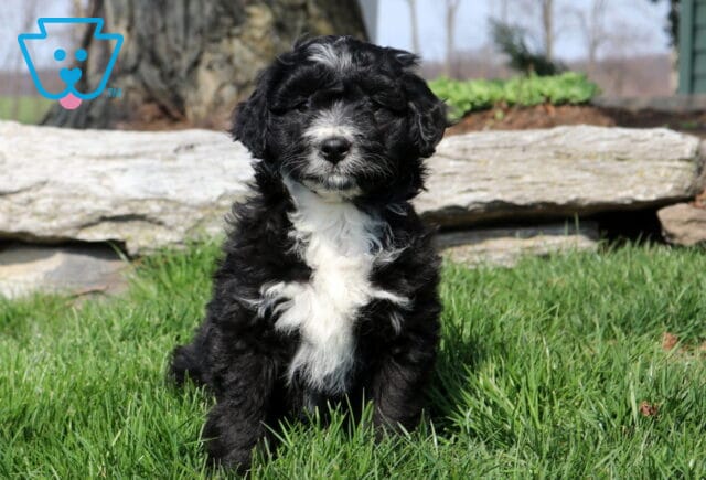 Ozzy Mini Aussiedoodle image