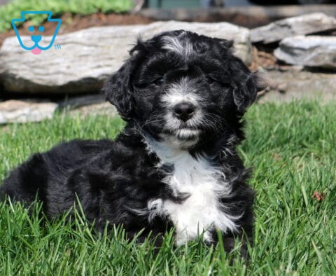 Ozzy Mini Aussiedoodle2