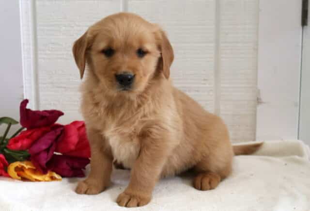 Paddington Golden image