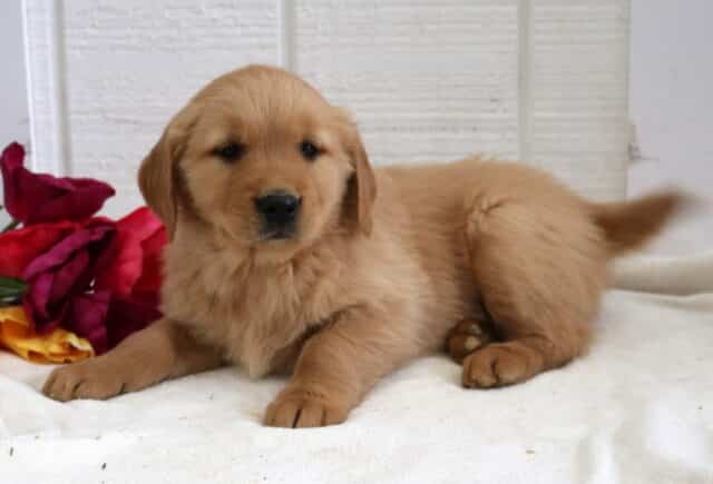 Paddington Golden2 image