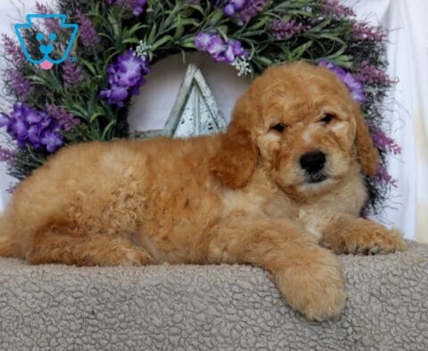 Panther Goldendoodle