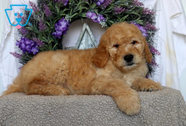 Panther Goldendoodle image