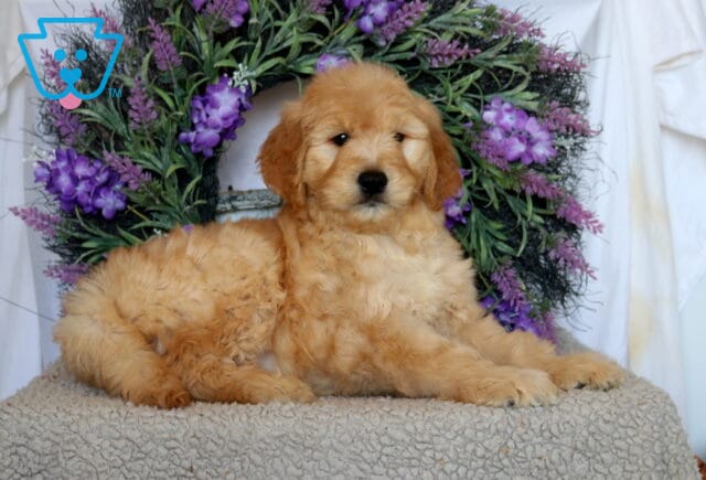 Parker Goldendoodle image
