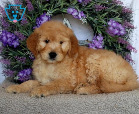 Parker Goldendoodle2