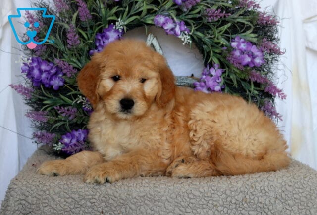 Parker Goldendoodle2 image