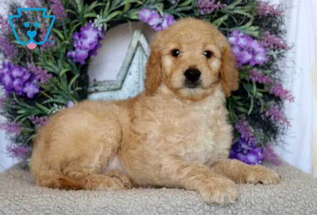 Paws Goldendoodle image