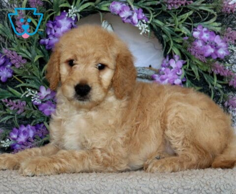 Paws Goldendoodle2