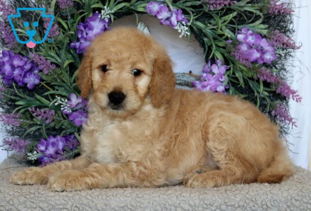 Paws Goldendoodle2 image