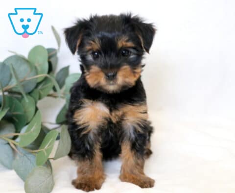 Yorkie puppy with a fluffy black and tan coat sitting upright on a soft white blanket, facing forward with a gentle expression and slightly tousled fur, beside green eucalyptus leaves on a clean white background