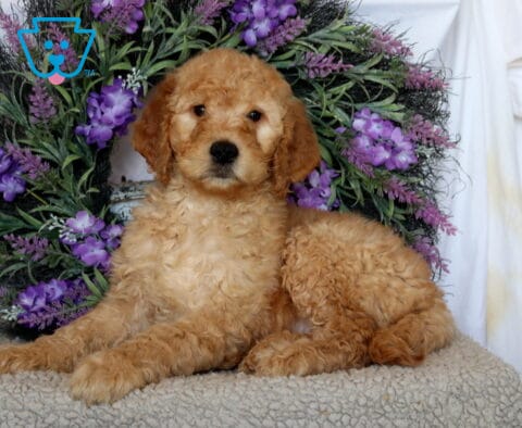 Peanut Goldendoodle