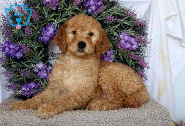 Peanut Goldendoodle image