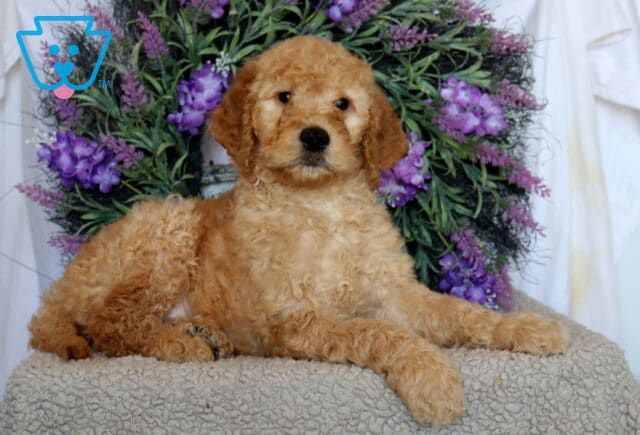 Peanut Goldendoodle2 image