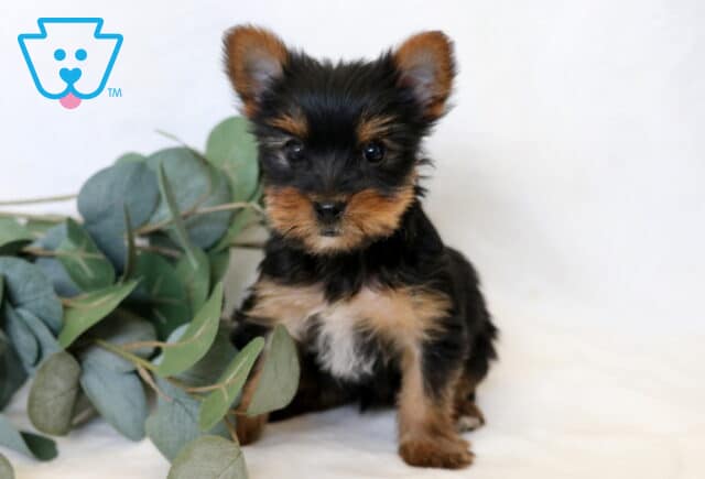 Peanut Yorkie2 image