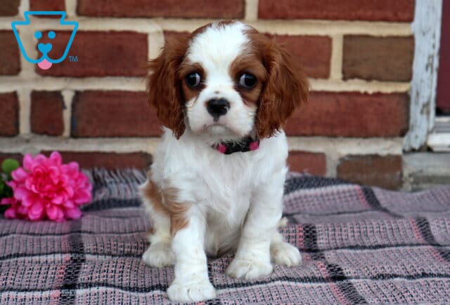 Pearl Cavalier image