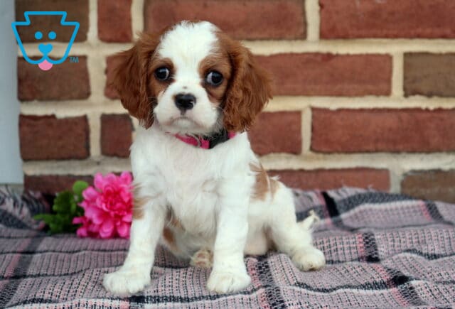 Pearl Cavalier2 image