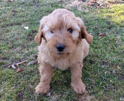 Penny Goldendoodle Retake