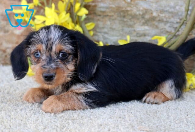 Pepper Dorkie2 image