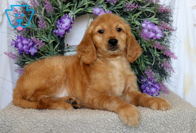 Petey Goldendoodle image