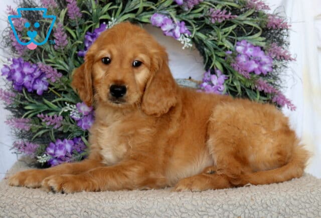 Petey Goldendoodle2 image