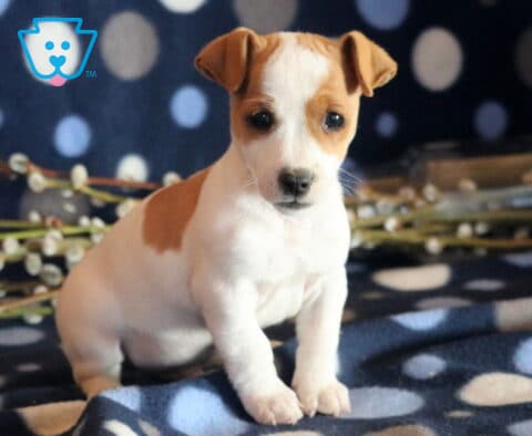 Petey Jack Russell