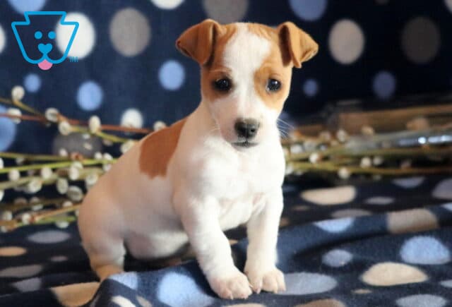 Petey Jack Russell image