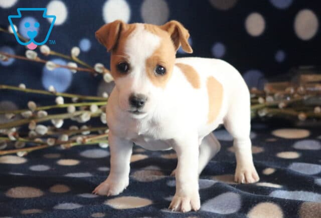 Petey Jack Russell2 image