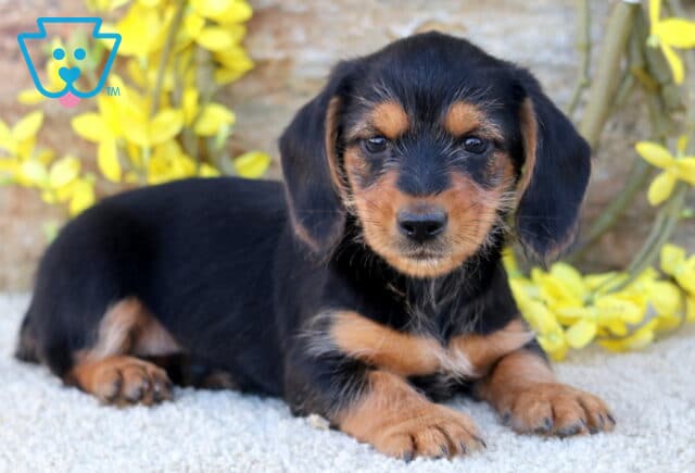 Phoenix Dorkie image